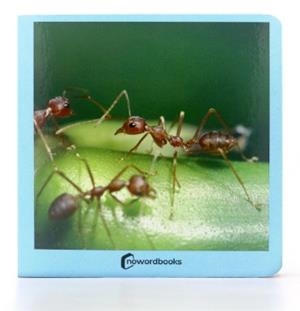 Animalitos | 9788494585432 | Nowordbooks